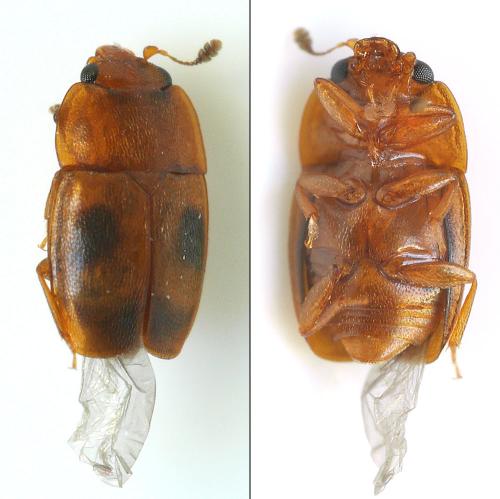 Epuraea sp.